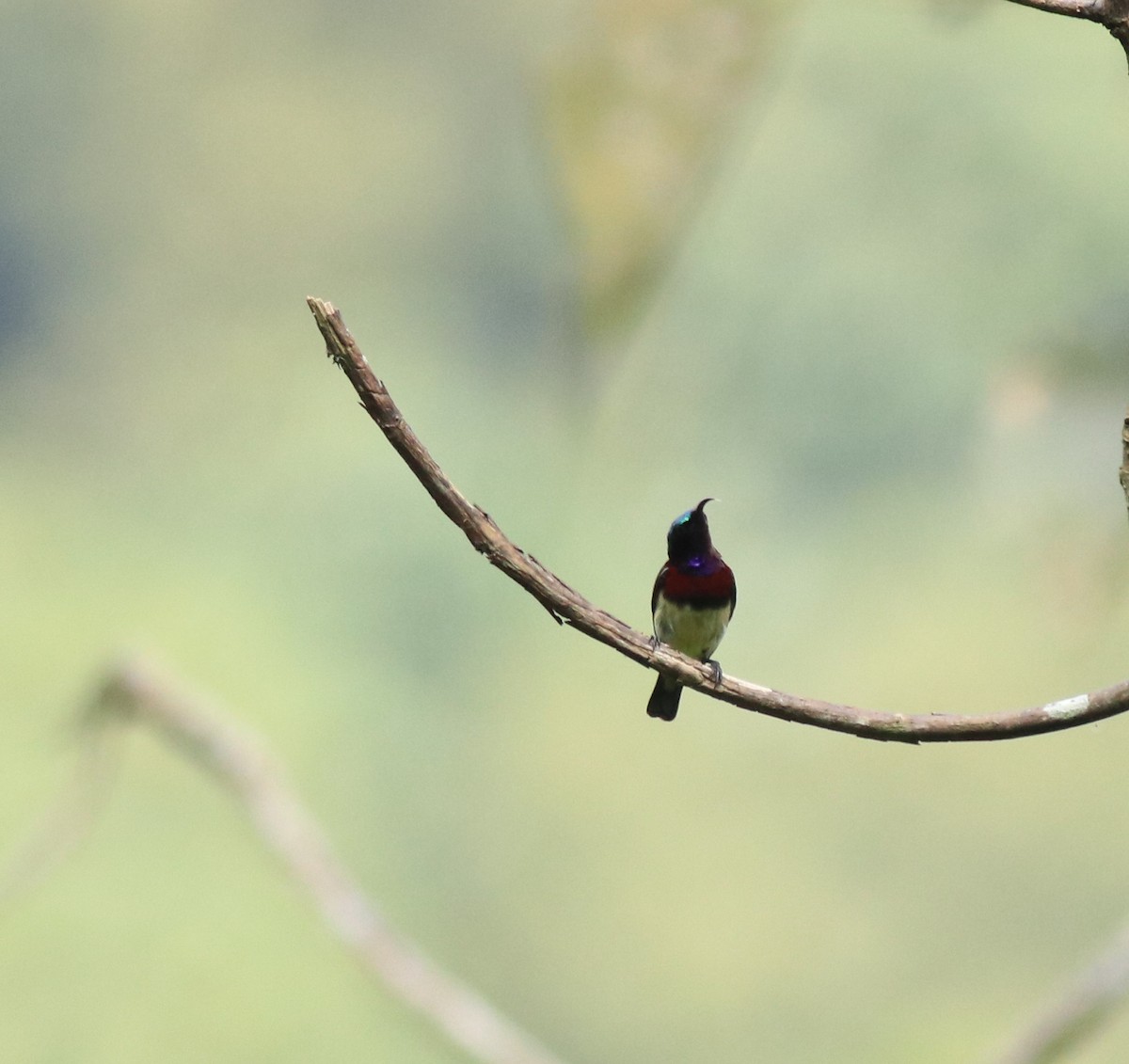 Crimson-backed Sunbird - Afsar Nayakkan