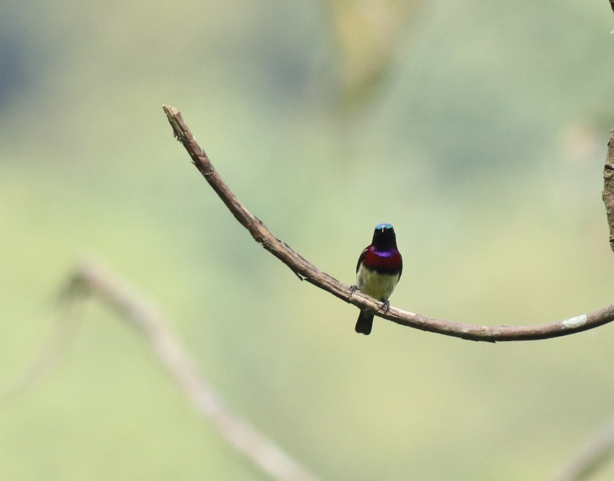 Crimson-backed Sunbird - Afsar Nayakkan