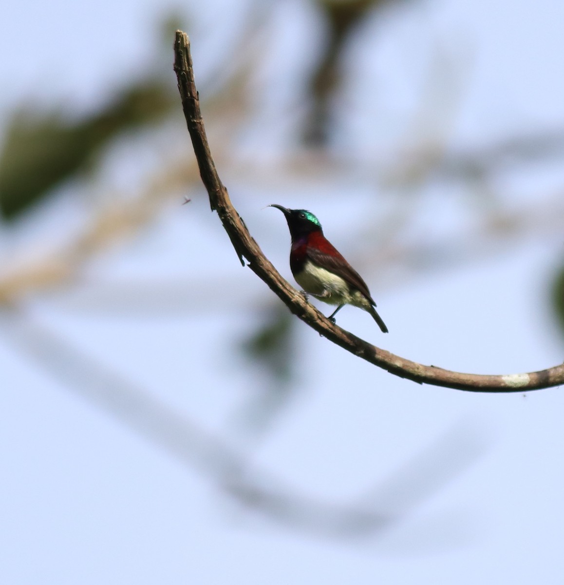 Crimson-backed Sunbird - Afsar Nayakkan