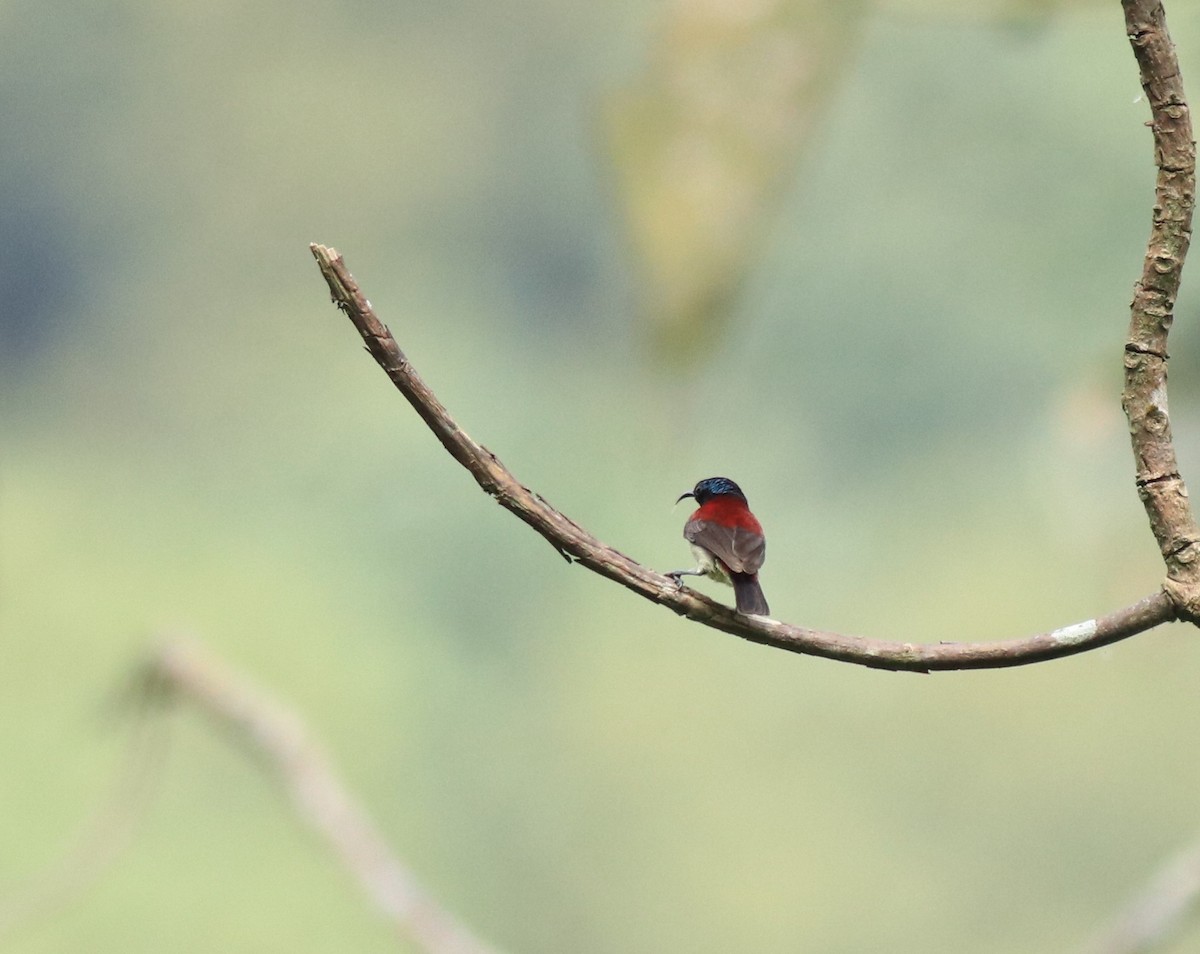 Crimson-backed Sunbird - Afsar Nayakkan