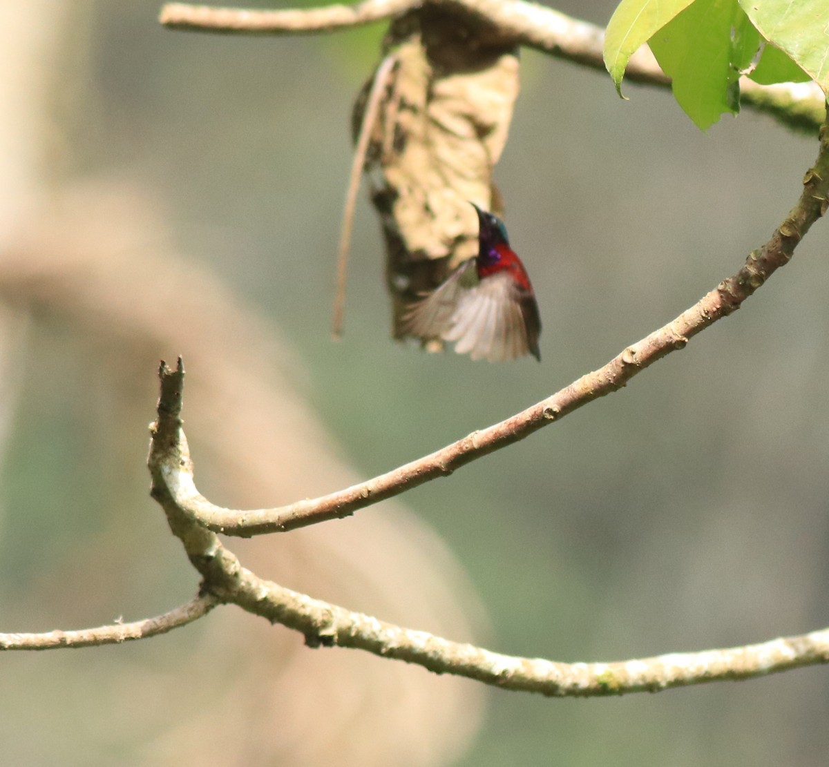 Crimson-backed Sunbird - Afsar Nayakkan