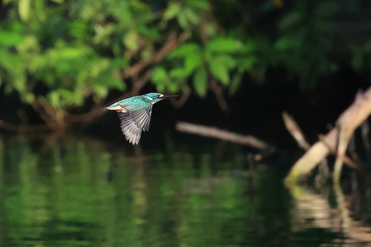 Small Blue Kingfisher - ML618948916