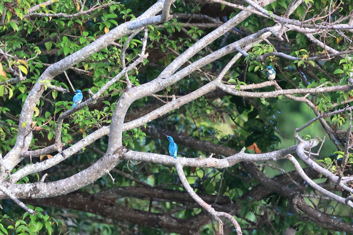 Small Blue Kingfisher - Abhishek Shroti