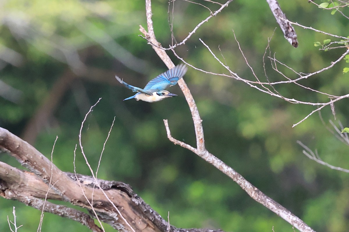 Sacred Kingfisher - Abhishek Shroti