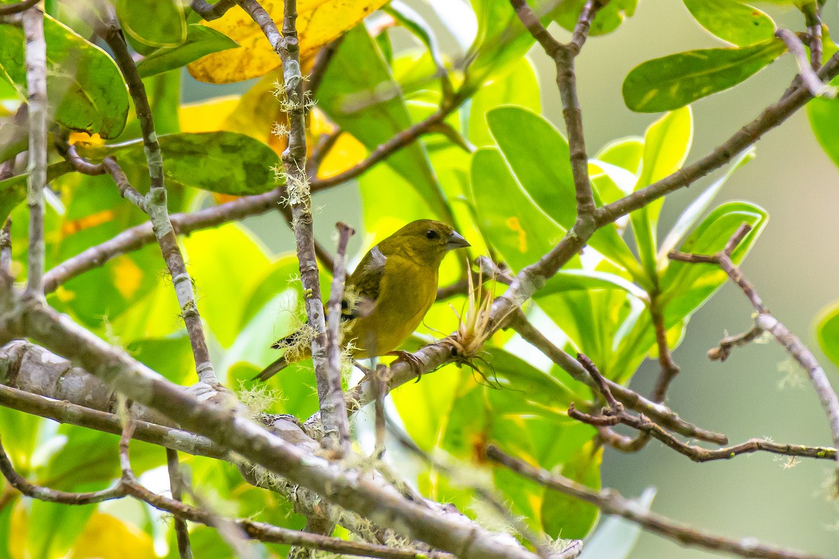 Olivaceous Siskin - ML618948958