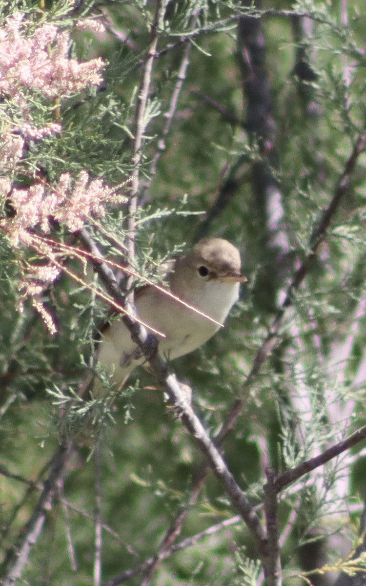 Western Olivaceous Warbler - Mark Simmonds