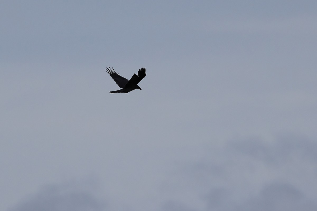 Large-billed Crow - Abhishek Shroti