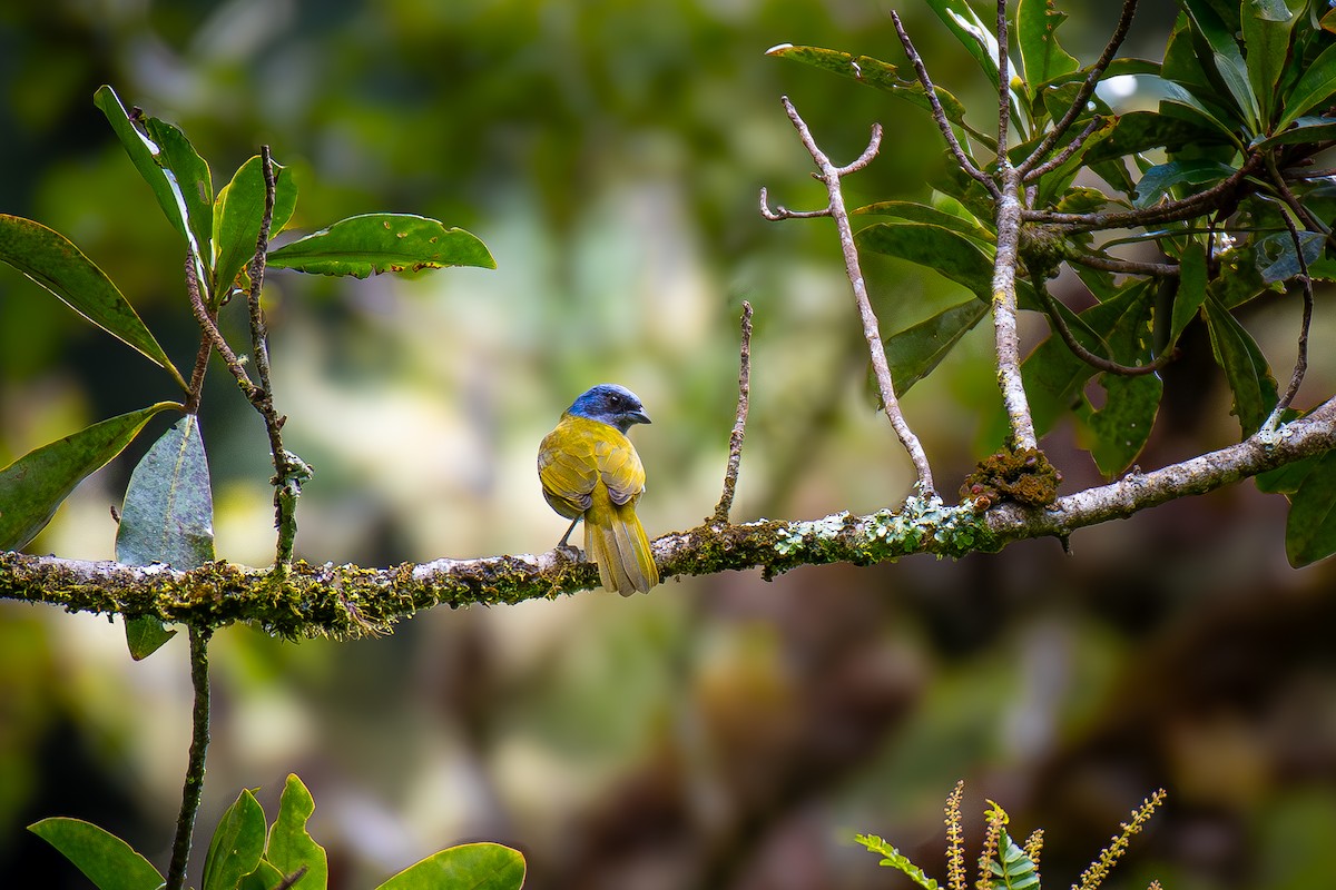 Blue-capped Tanager - Soumyadeep  Chatterjee