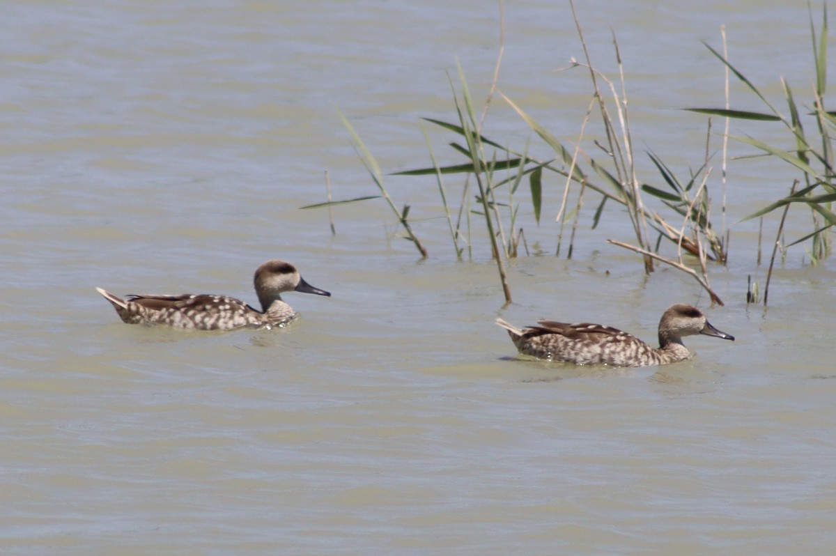 Marbled Duck - ML618948973