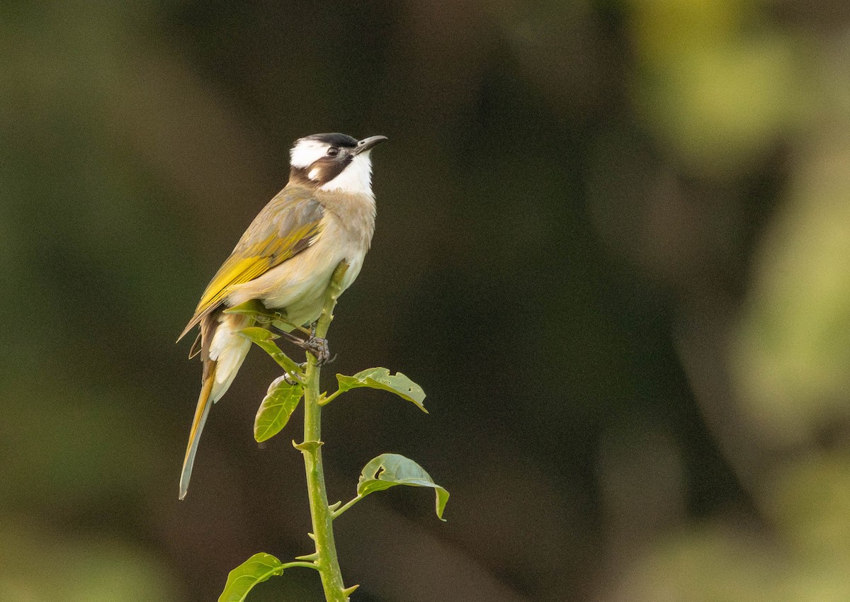 Light-vented Bulbul - Garret Skead