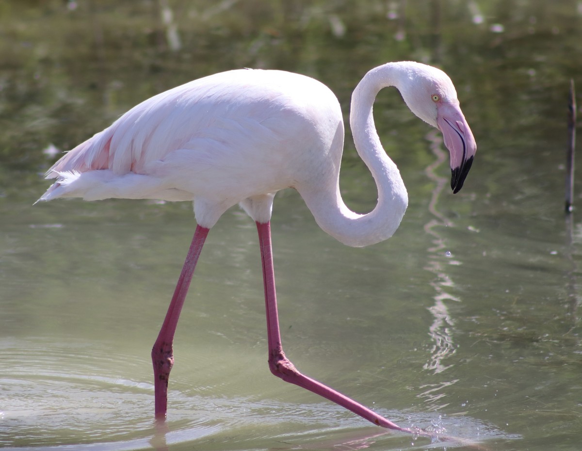 Greater Flamingo - ML618948978