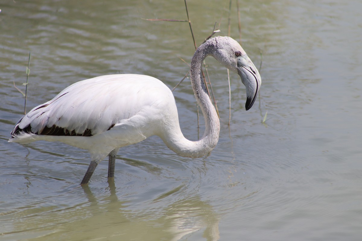Greater Flamingo - Mark Simmonds