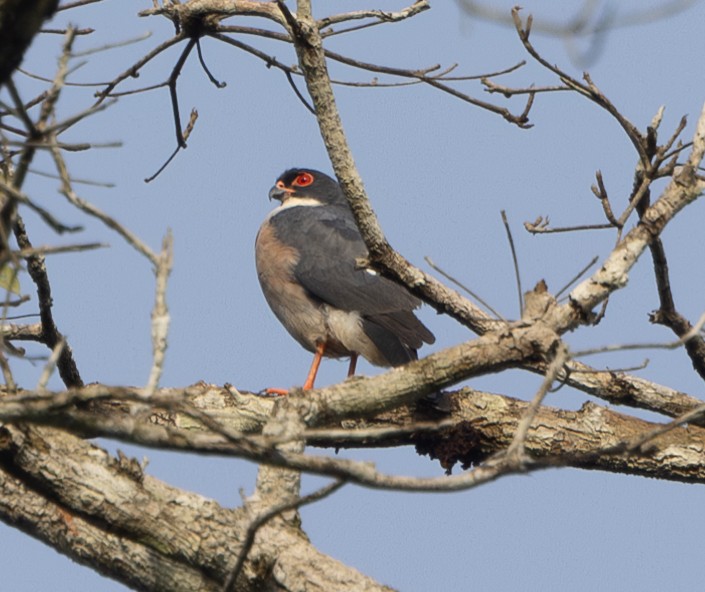 Red-thighed Sparrowhawk - Marie Lister