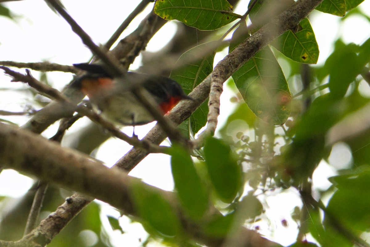 Mistletoebird - Helen Leonard