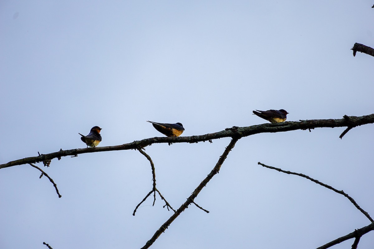 Barn Swallow - Jesse B