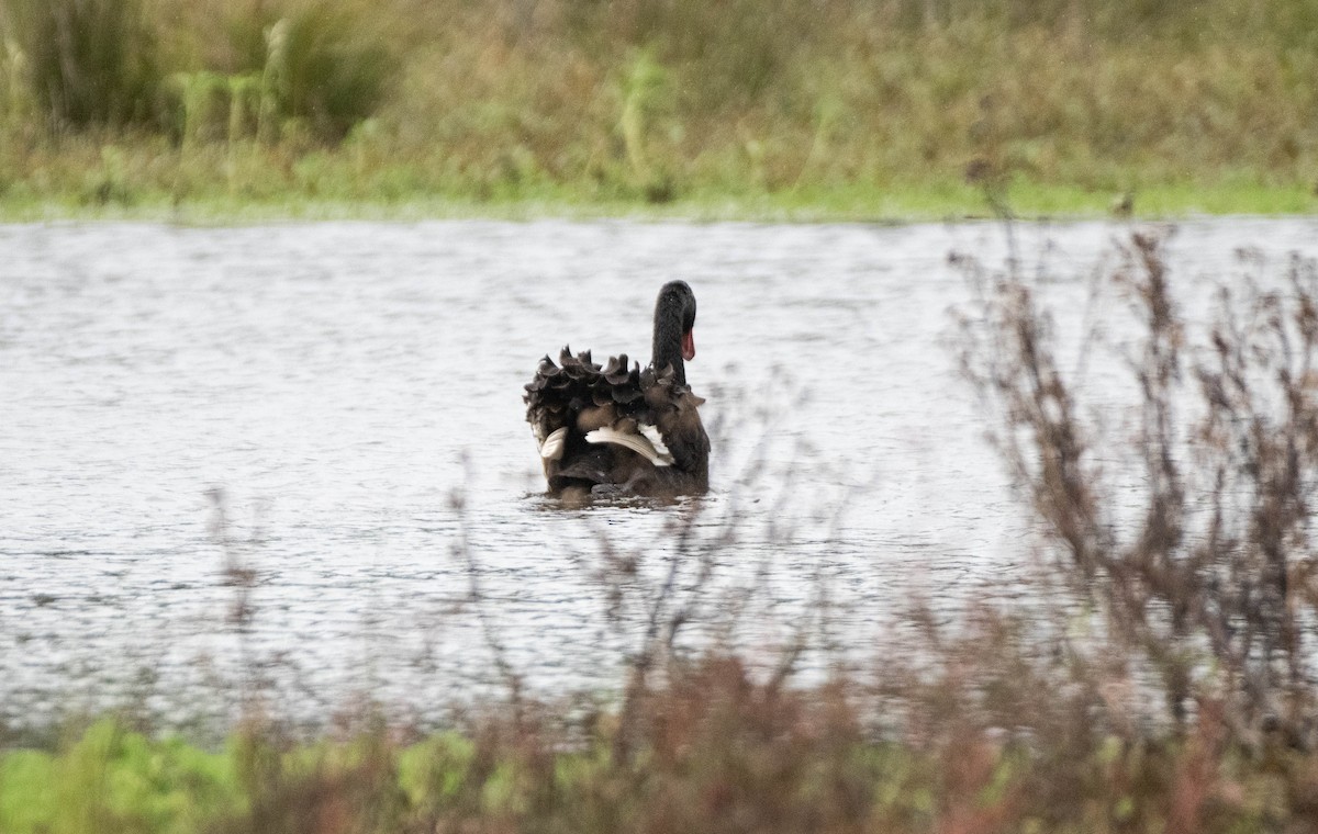 Black Swan - ML618948997