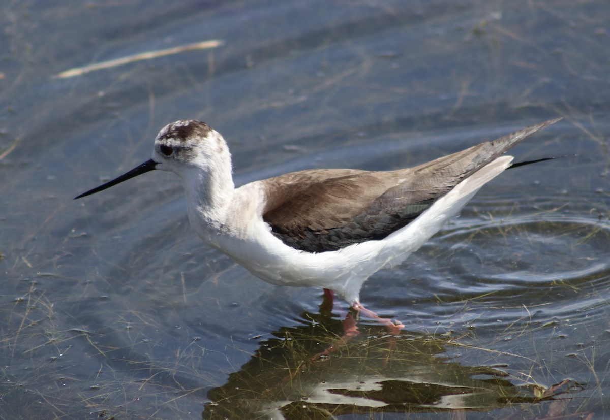 Black-winged Stilt - ML618949003