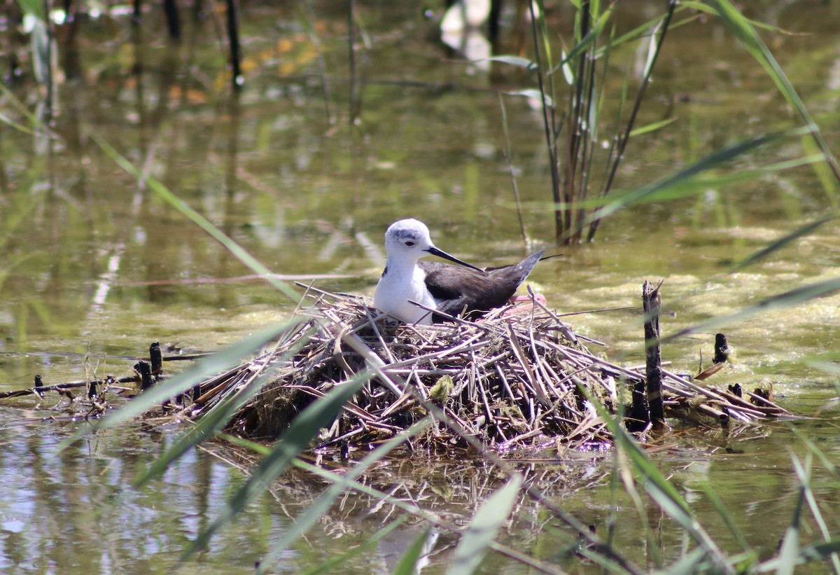 Black-winged Stilt - ML618949004