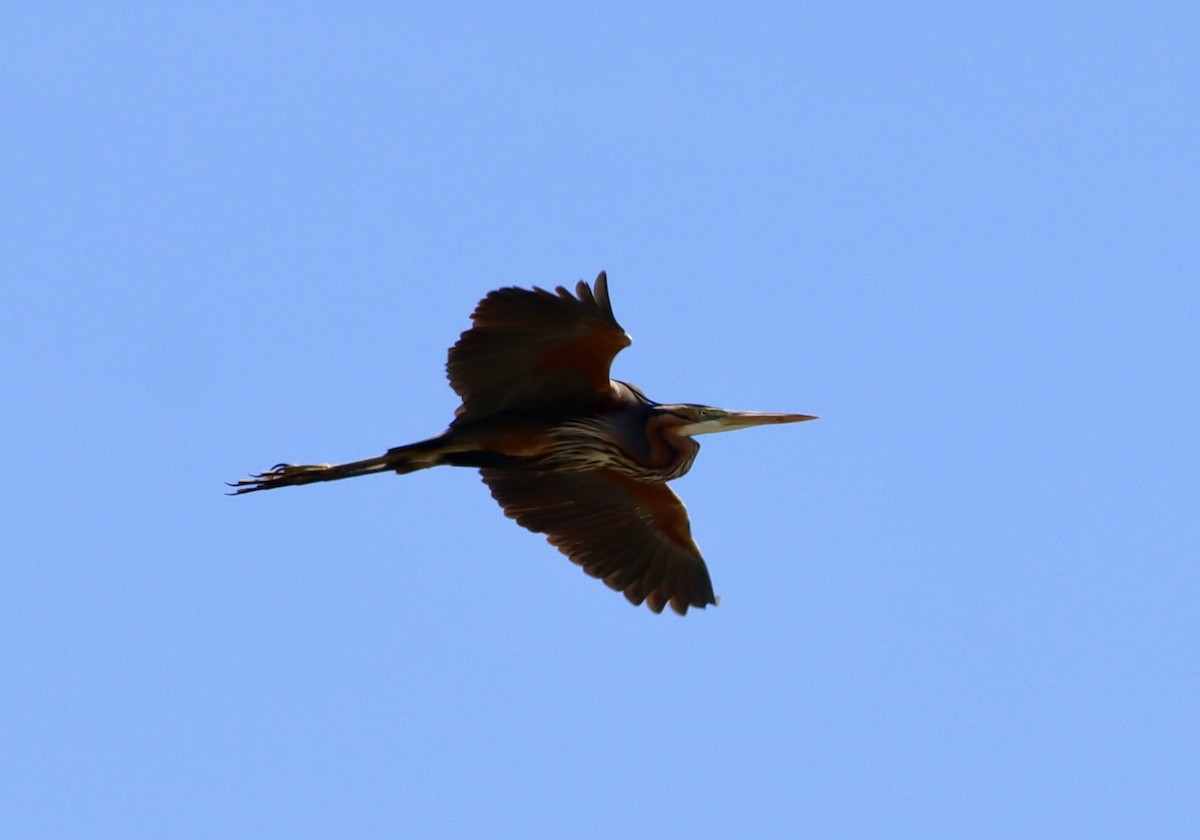 Purple Heron - Mark Simmonds