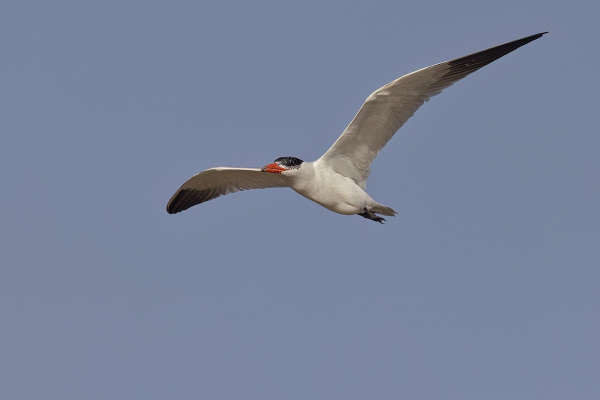 Caspian Tern - Marco Valentini