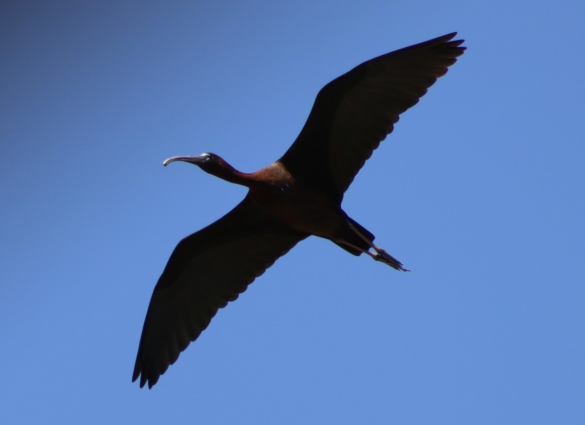 ibis hnědý - ML618949028