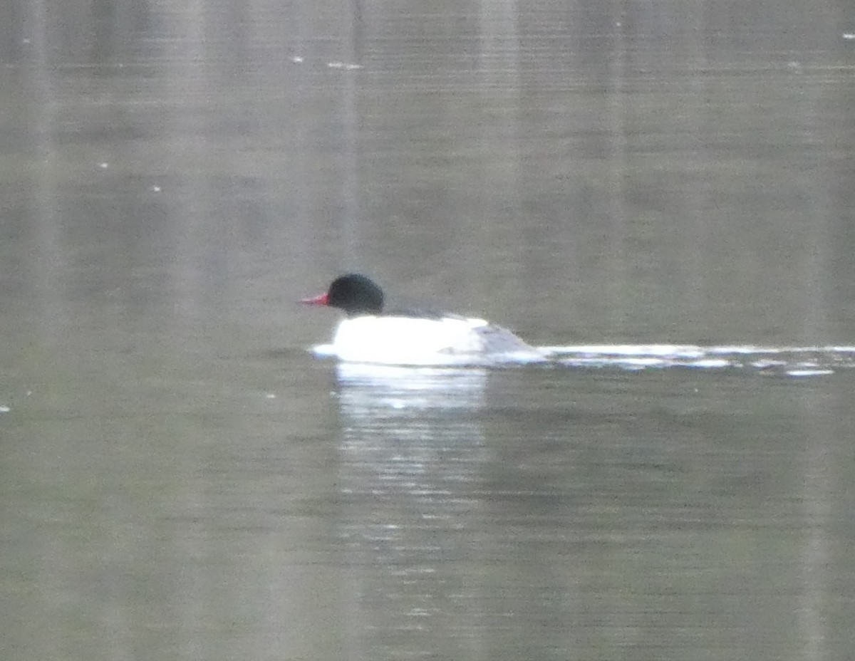 Common Merganser - Brian Kinney