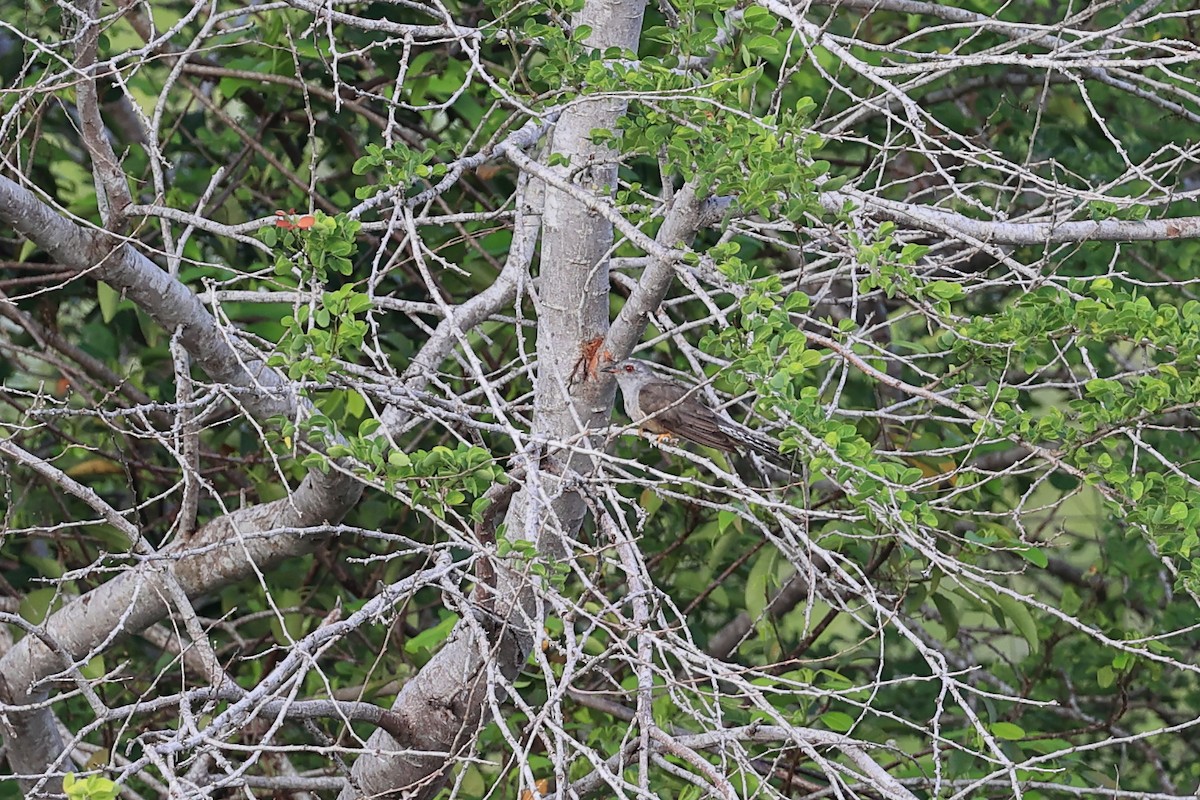 Brush Cuckoo - Abhishek Shroti