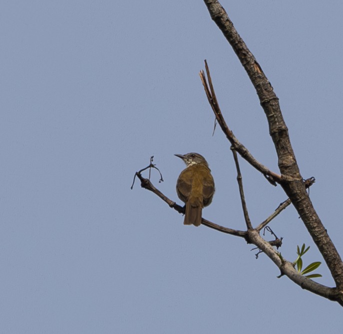 Red-tailed Greenbul - ML618949060