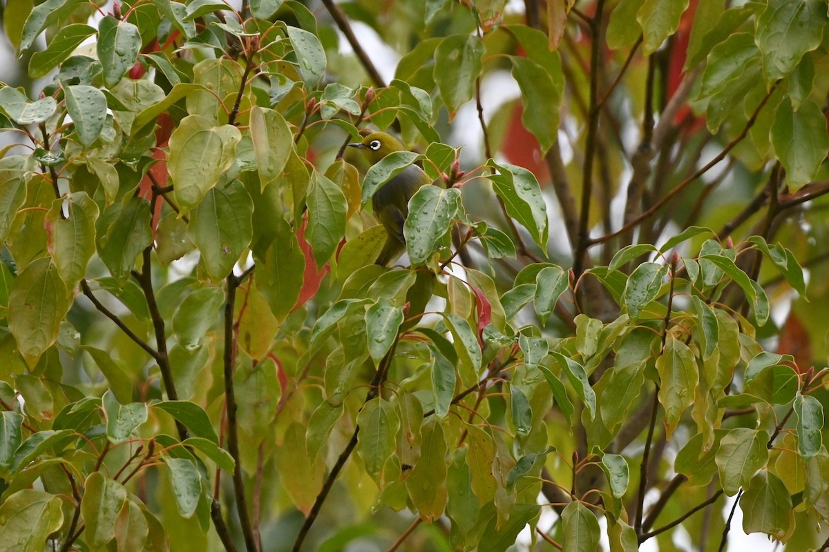 Zostérops à dos gris - ML618949062