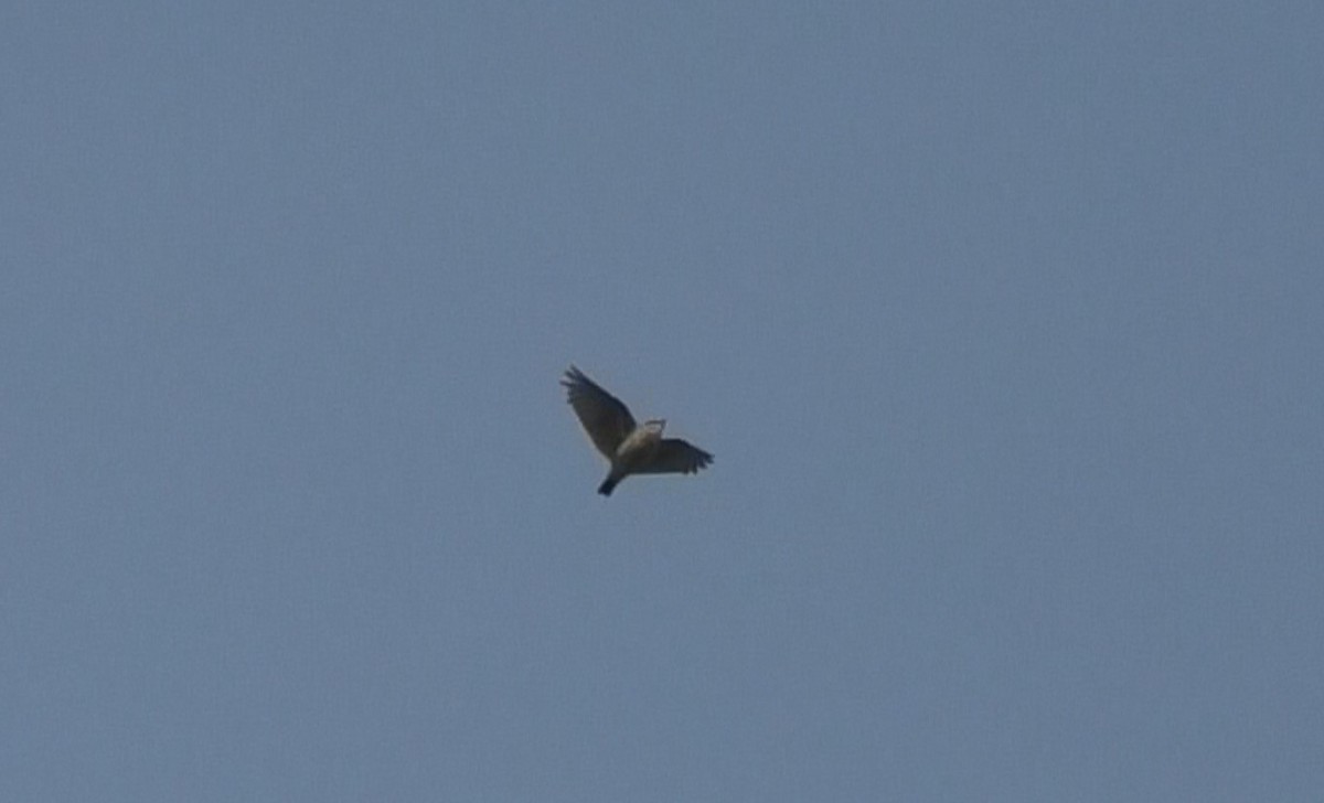 Wood Lark - Christopher Bourne