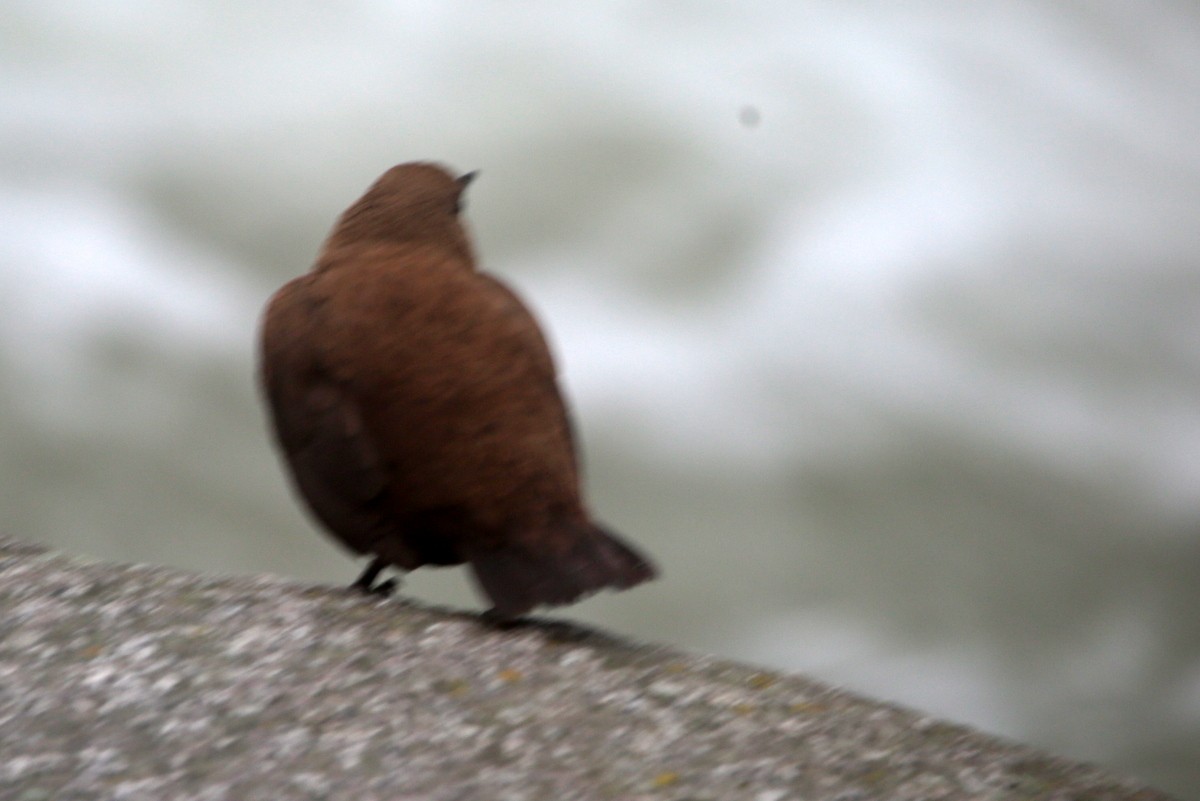 Brown Dipper - Vladimir Muravskiy