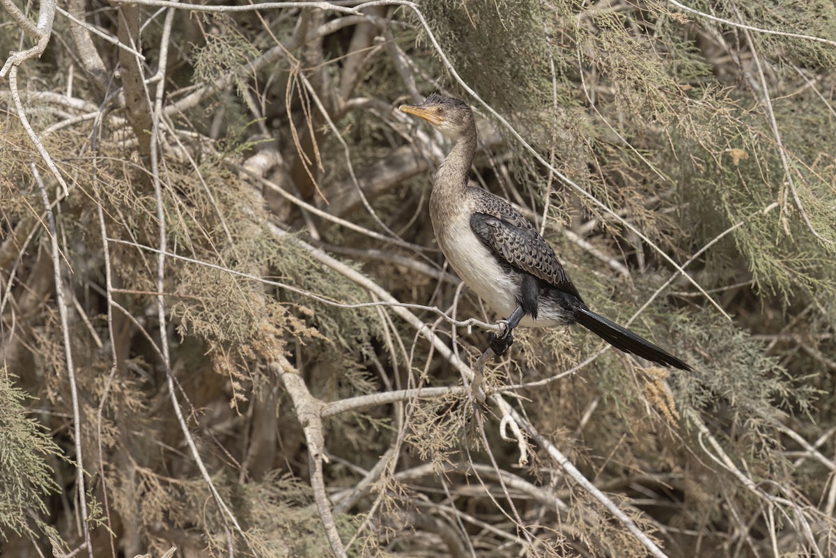 Long-tailed Cormorant - Marco Valentini
