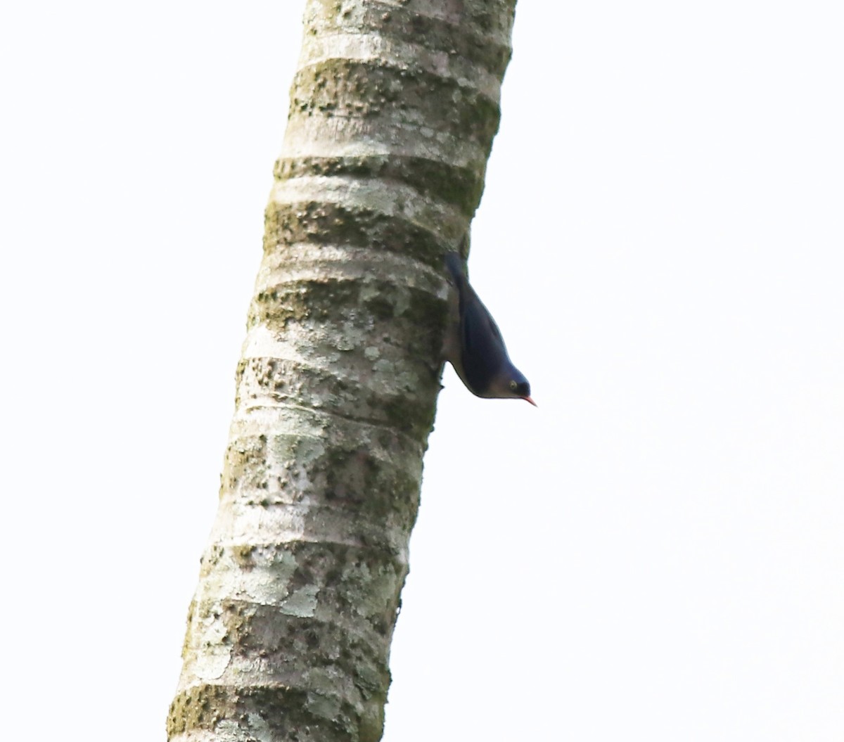 Velvet-fronted Nuthatch - Afsar Nayakkan