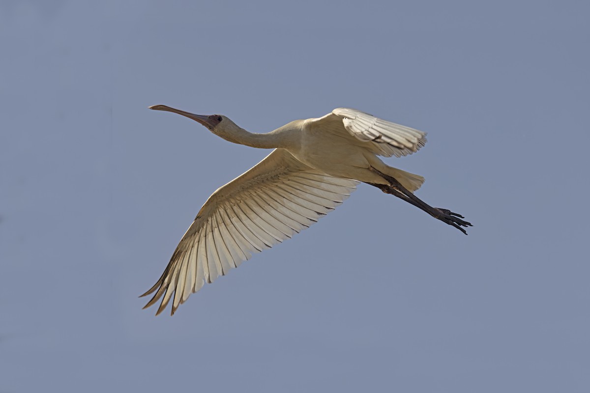 African Spoonbill - Marco Valentini