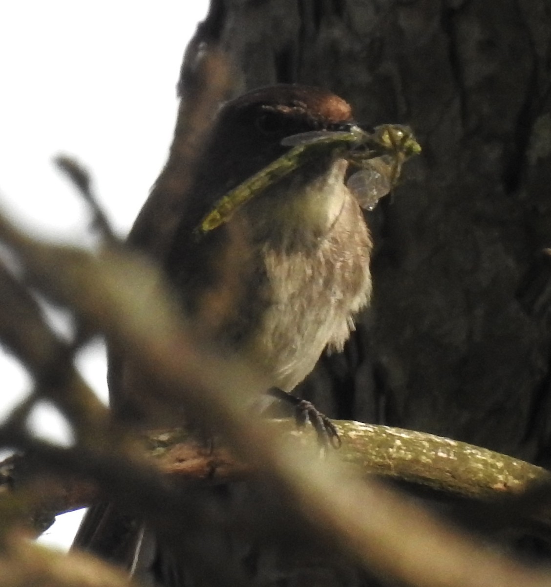 Eastern Phoebe - T C