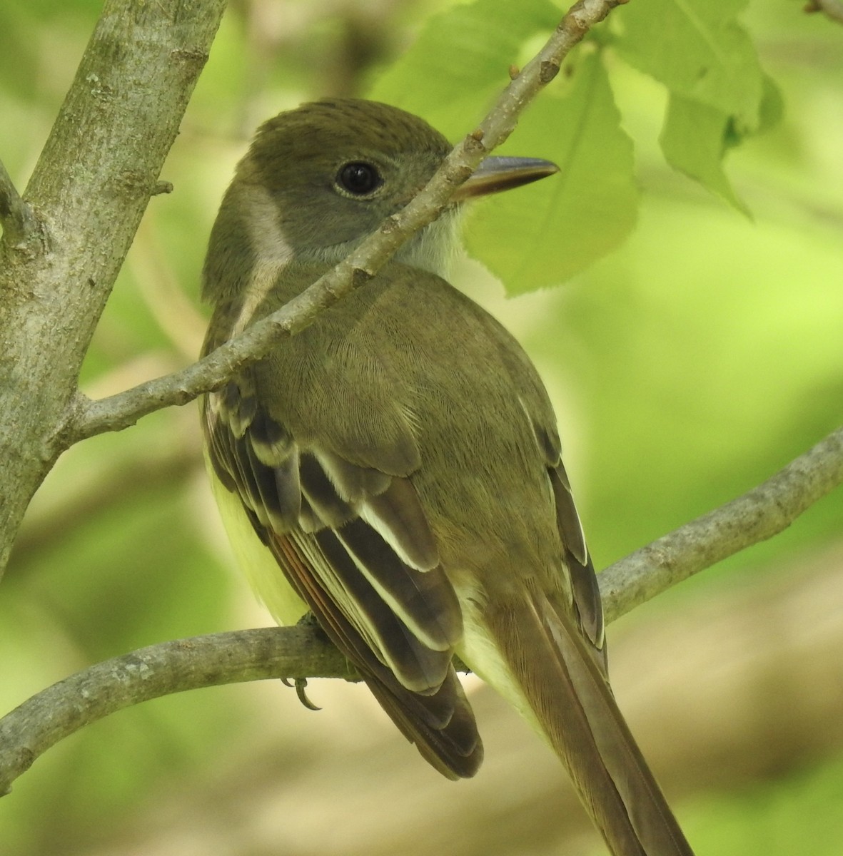 Great Crested Flycatcher - T C