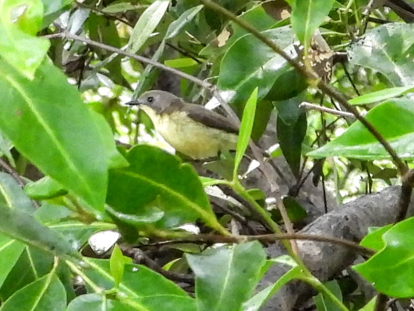 Golden-bellied Gerygone - Warren Regelmann