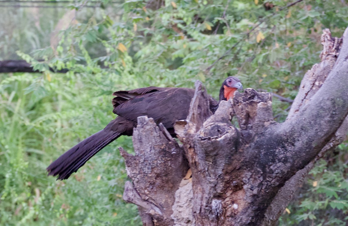 White-winged Guan - ML618949148