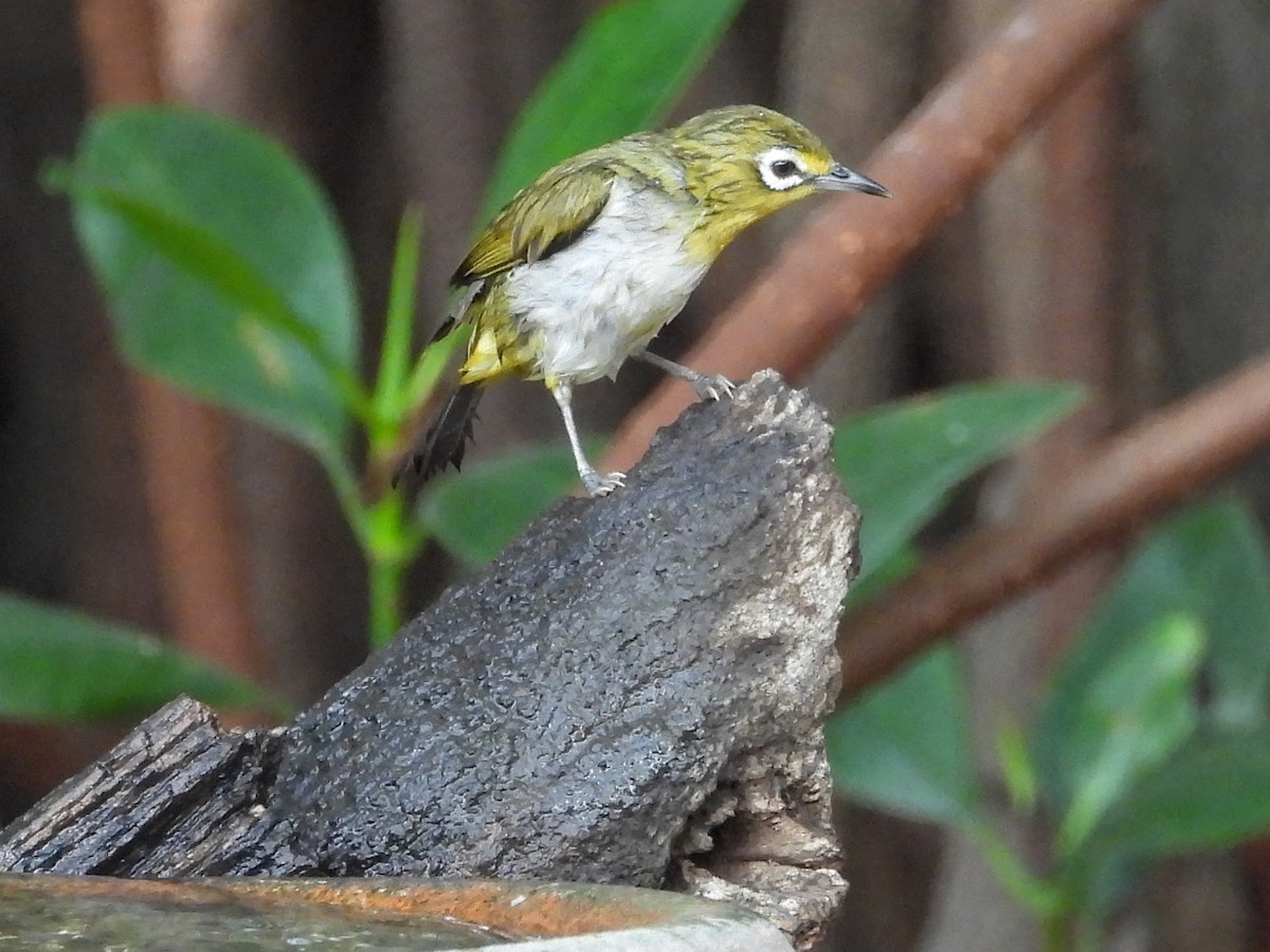 Swinhoe's White-eye - Warren Regelmann