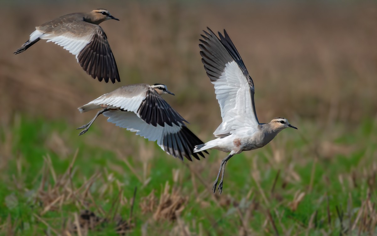 Sociable Lapwing - ML618949169