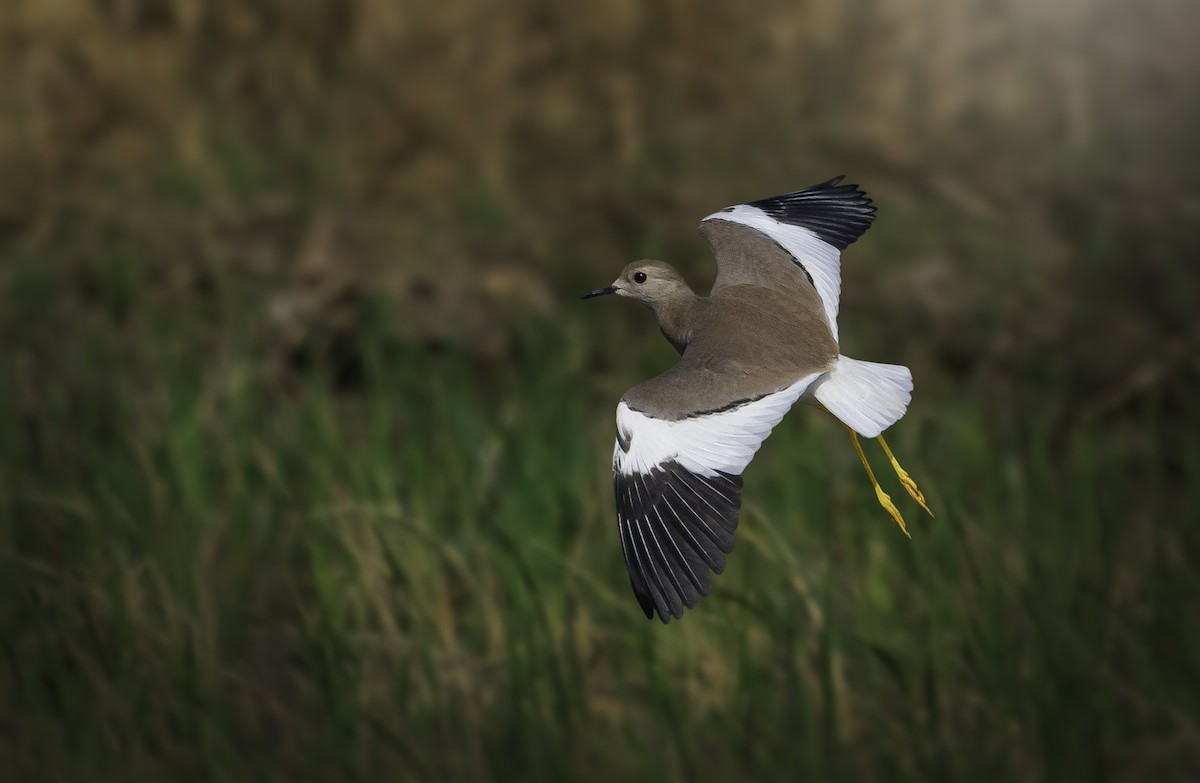 White-tailed Lapwing - Rahul Chakraborty