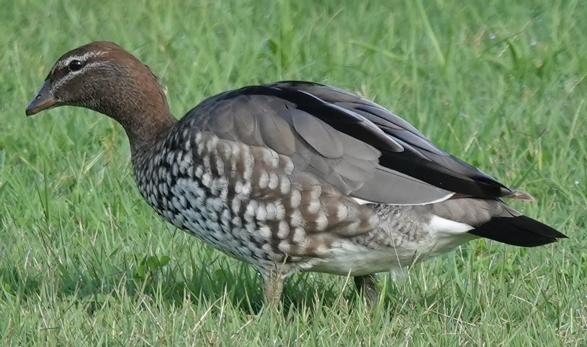 Maned Duck - Alan Coates