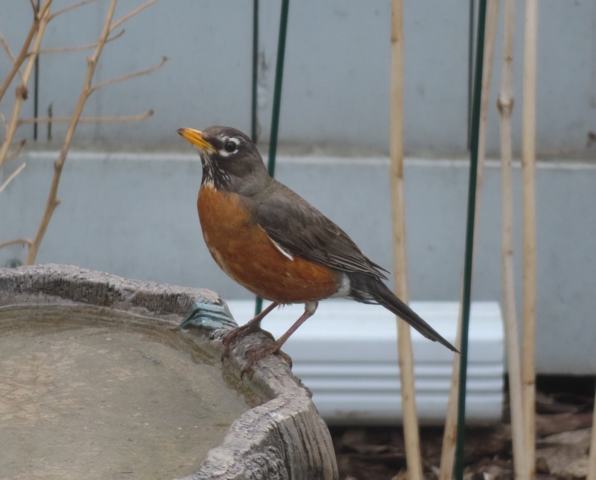 American Robin - Violet Kosack