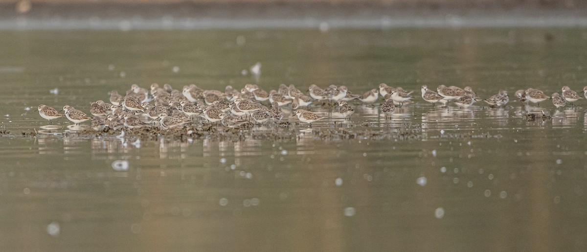 Little Stint - ML618949204