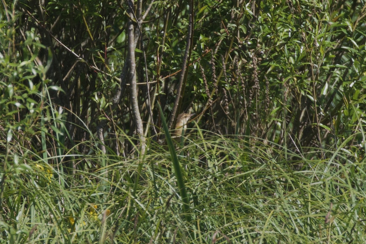 Great Reed Warbler - Thomas Doebel