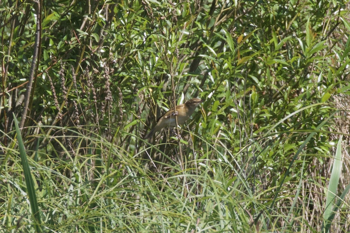 Great Reed Warbler - Thomas Doebel