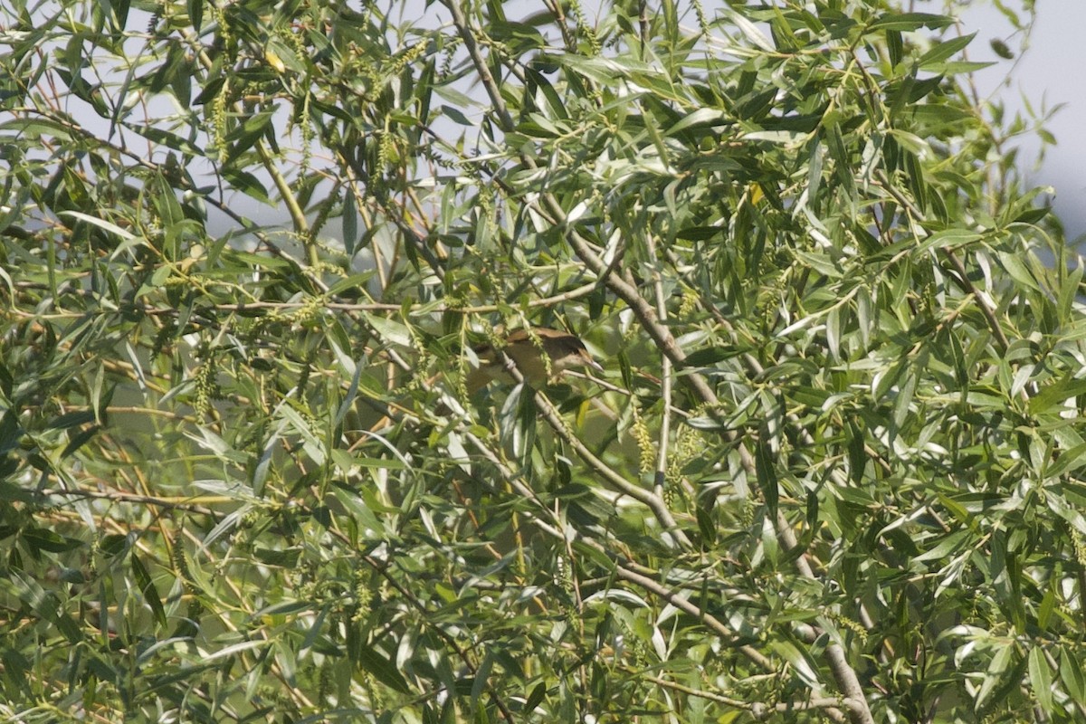 Great Reed Warbler - Thomas Doebel