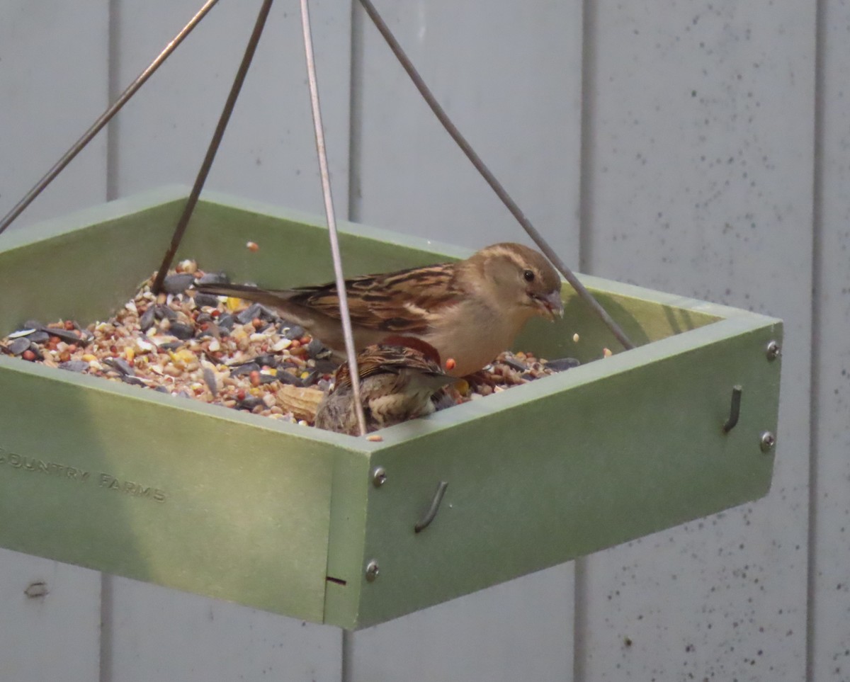 House Sparrow - Violet Kosack