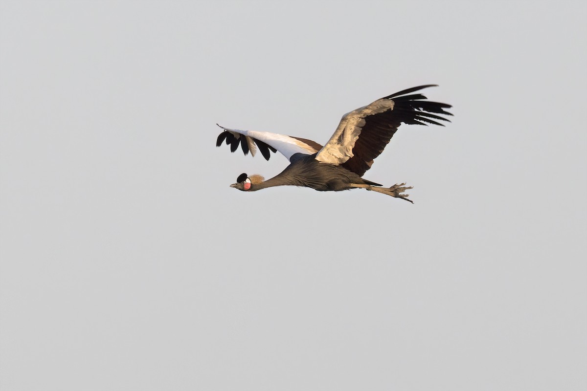 Black Crowned-Crane - ML618949220