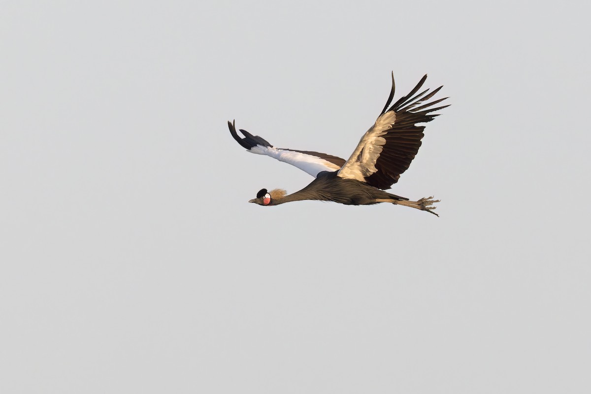 Black Crowned-Crane - ML618949221